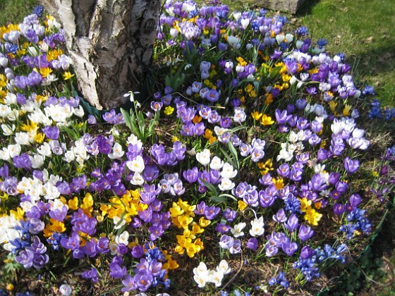 Krokus  
  
2009-04-05 057  
Granudden  
Färjestaden  
Öland