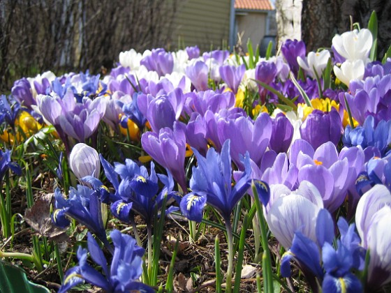 Krokus  
  
2009-04-05 058  
Granudden  
Färjestaden  
Öland