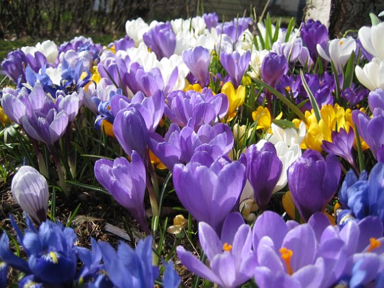 Krokus  
  
2009-04-05 061  
Granudden  
Färjestaden  
Öland