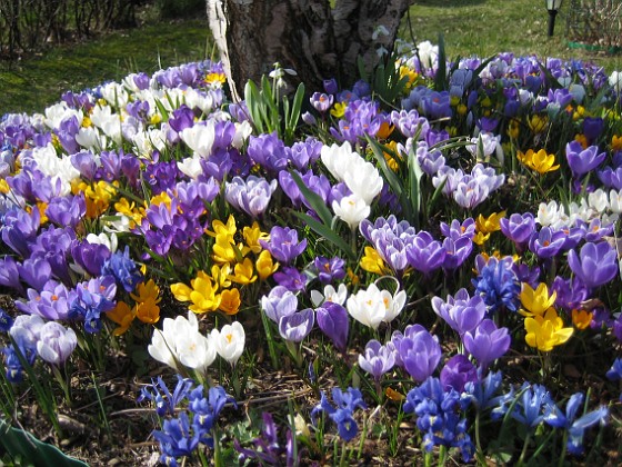 Krokus  
  
2009-04-05 063  
Granudden  
Färjestaden  
Öland