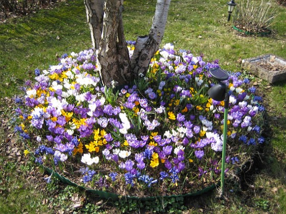 Krokus  
  
2009-04-05 064  
Granudden  
Färjestaden  
Öland