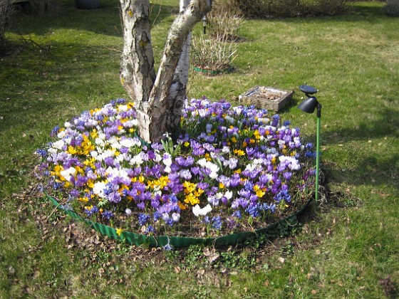 Krokus  
  
2009-04-05 066  
Granudden  
Färjestaden  
Öland