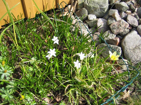 Vårstjärna {  } 