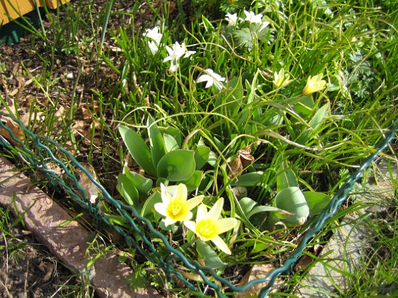 Näckrostulpan {  } 