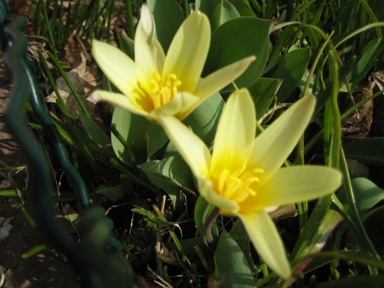 Näckrostulpan  
  
2009-04-05 069  
Granudden  
Färjestaden  
Öland