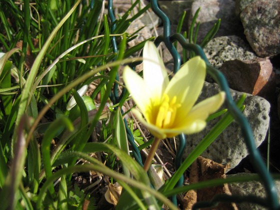 Näckrostulpan  
  
2009-04-05 074  
Granudden  
Färjestaden  
Öland