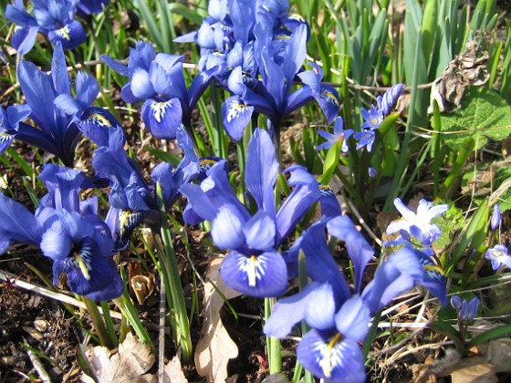 Iris  
  
2009-04-05 078  
Granudden  
Färjestaden  
Öland