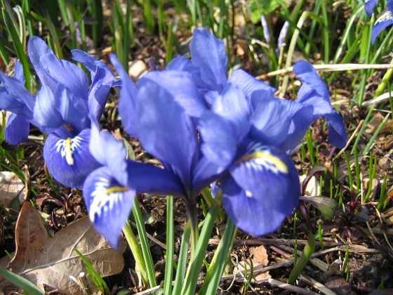 Iris  
  
2009-04-05 082  
Granudden  
Färjestaden  
Öland