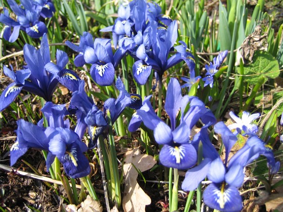 Iris  
  
2009-04-05 083  
Granudden  
Färjestaden  
Öland