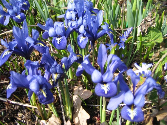 Iris  
  
2009-04-05 084  
Granudden  
Färjestaden  
Öland