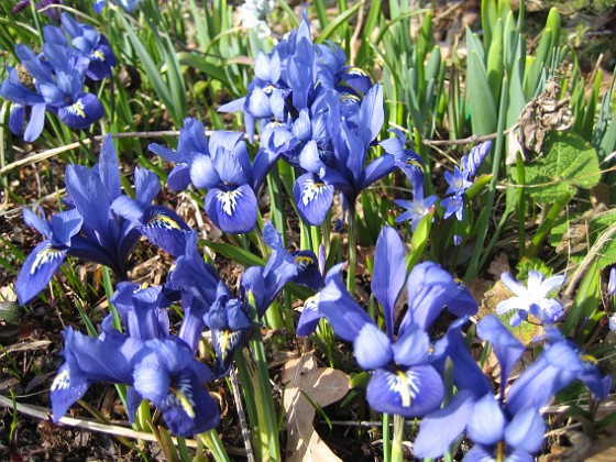 Iris  
  
2009-04-05 085  
Granudden  
Färjestaden  
Öland