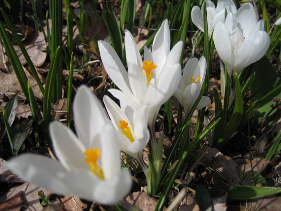 Krokus  
  
2009-04-05 086  
Granudden  
Färjestaden  
Öland