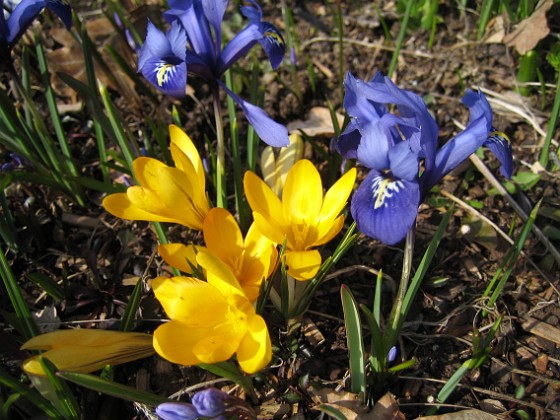 Krokus  
  
2009-04-05 087  
Granudden  
Färjestaden  
Öland