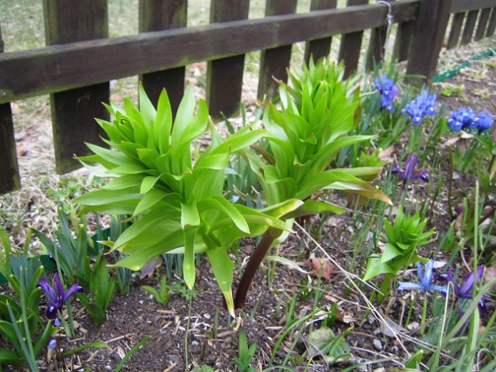 Fritilaria Imperialis 
