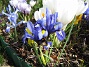 Iris  
  
2009-04-05 038