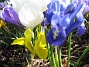 Iris  
  
2009-04-05 050