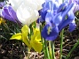 Iris  
  
2009-04-05 050