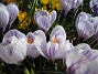 Krokus  
  
2009-04-05 054