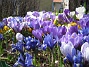 Krokus  
  
2009-04-05 058