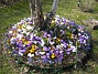 Krokus  
  
2009-04-05 064