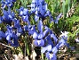 Iris  
  
2009-04-05 078