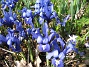 Iris  
  
2009-04-05 078