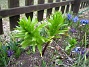 Fritilaria Imperialis