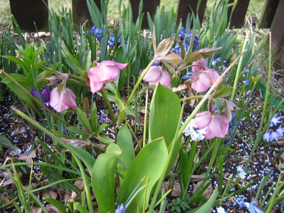 Julros, Helleborus Orientalis  
  
2009-04-11 116  
Granudden  
Färjestaden  
Öland