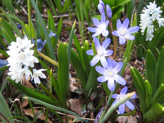 Vårstjärna - Chionodoxa Forbesii 
