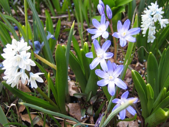 Vårstjärna - Chionodoxa Forbesii 
