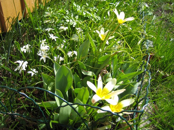 Näckrostulpan {  } 