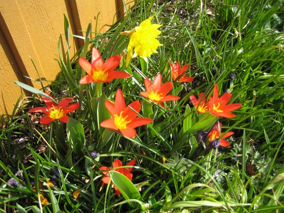 Tulpaner  
  
2009-04-11 151  
Granudden  
Färjestaden  
Öland