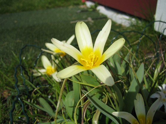 Näckrostulpan {  } 