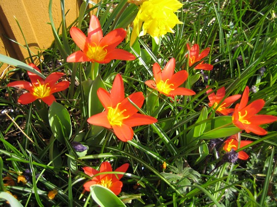 Tulpaner  
  
2009-04-11 162  
Granudden  
Färjestaden  
Öland