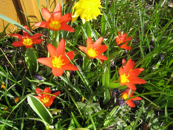 Tulpaner  
  
2009-04-11 163  
Granudden  
Färjestaden  
Öland