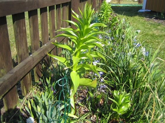 Kejsarkrona - Fritilaria Imperialis 
Jag hade lite otur (eller klantade mej), när jag skulle sätta upp staketet. Jag var tvungen att böja undan den högsta Kejsarkronan en aning. Då hördes - knak. Suck. Nåväl den kanske inte är helt av, och är den det så lär den väl komma tillbaka nästa år. Synd bara på dessa vackra blommor - jag har inte så många.