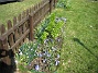Här syns det tydligt, hur jag satt upp ett trädgårdsstaket mitt i rabatten! Det är för att Narcisserna inte skall lägga sig ner över de övriga växterna. (2009-04-11 170)