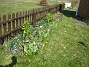 Här syns det tydligt, hur jag satt upp ett trädgårdsstaket mitt i rabatten! Det är för att Narcisserna inte skall lägga sig ner över de övriga växterna. (2009-04-11 171)