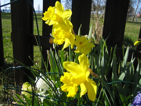   
2009-04-25 012  
Granudden  
Färjestaden  
Öland