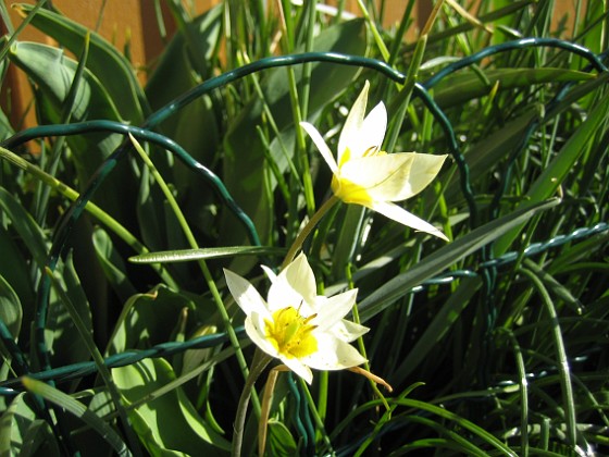   
2009-04-25 025  
Granudden  
Färjestaden  
Öland