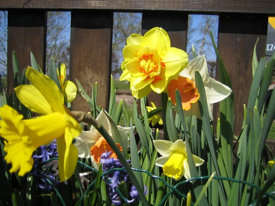 Narcisser  
  
2009-04-29 005  
Granudden  
Färjestaden  
Öland