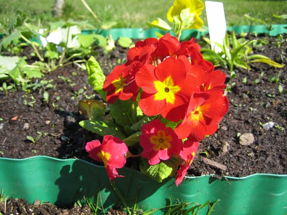 Lundviva 
Primula elatior mixture