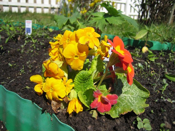 Lundviva  
Primula elatior mixture  
2009-04-29 038  
Granudden  
Färjestaden  
Öland