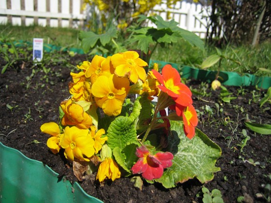 Lundviva 
Primula elatior mixture