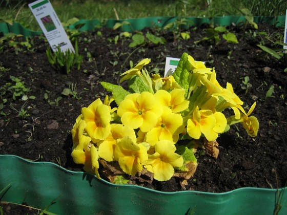 Jordviva 
Primula Vulgaris, gul