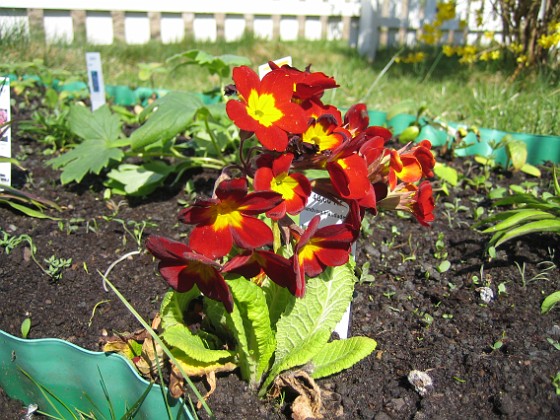 Lundviva  
Primula elatior mixture  
2009-04-29 041  
Granudden  
Färjestaden  
Öland