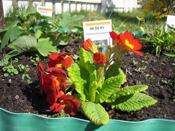 Lundviva 
Primula elatior mixture