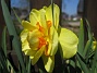 Narcisser  
  
2009-04-29 009