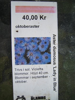 Oktoberaster 
Aster Dumosus 'Lady in Blue'