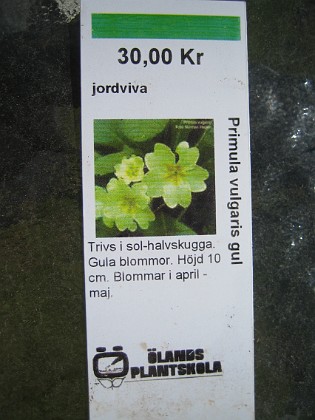 Jordviva  
Primula Vulgaris, gul  
2009-05-02 003  
Granudden  
Färjestaden  
Öland